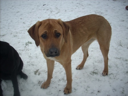 Rhika (Kaukasischer Owtscharka, Rhodesian Ridgeback) Kaukasischer Owtscharka Rhodesian Ridgeback 